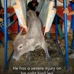 Upon arrival, we discovered Manohar had a severe injury to his hind leg. We use specialized equipment like this sling to support him during treatment, minimizing his discomfort and aiding his recovery.