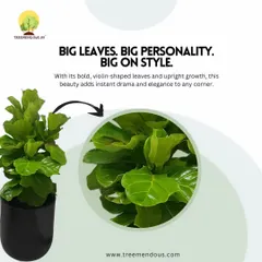 The Fiddle Leaf Fig is known for its big personality. The bold, violin-shaped leaves and upright growth habit add a touch of drama and elegance to an empty corner.