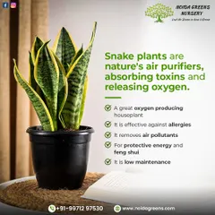 Snake plants are nature's air purifiers. They are very effective against allergies, remove pollutants from the air, and release oxygen even at night. Plus, they are extremely low maintenance, making them a perfect houseplant for anyone.