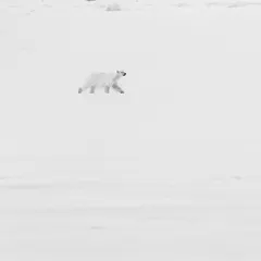 A high-key image of a lone polar bear trekking across a vast, white expanse of snow. This minimalist style emphasizes the solitude and scale of the Arctic wilderness.