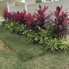 I use color and texture to create dynamic garden beds. This design features vibrant red Cordyline plants layered with variegated Song of India, providing year-round visual appeal next to a healthy lawn.