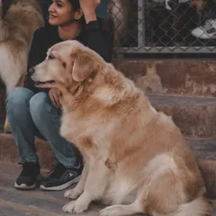 A quiet moment between a visitor and one of our gentle Golden Retrievers.