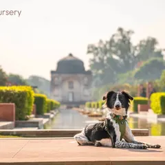 A stunning portrait of a black and white Indie at Sunder Nursery in Delhi. This photo was part of a global project to highlight the beauty of local dog breeds.