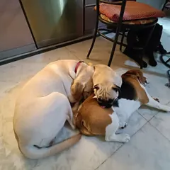 A triple-decker cuddle! Luna the Lab, Borris the Beagle, and Gundumani the Pug have all snuggled up together for a nap. This is what a happy, mixed pack looks like.