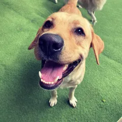 A happy, up-close hello from one of our sweet Labrador guests. This is the kind of joy we aim to create every day.