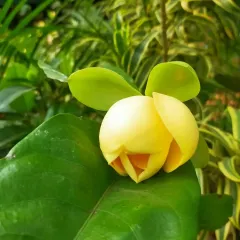 A single yellow Magnolia bloom resting on a leaf, showcasing its delicate form and vibrant colour. These plants are a wonderful addition for anyone who appreciates fragrant flowers.