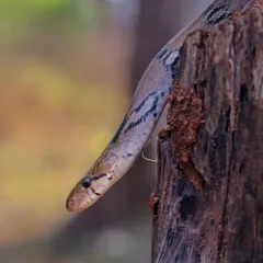 A Montane Trinket snake, a reminder that wherever there is wildlife, I'll be there to tell their stories. My fascination with nature started in childhood and continues to this day.