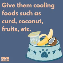 Offer your dog cooling foods like curd, coconut water, or pieces of dog-safe fruits. These can help them stay hydrated and cool from the inside out.
