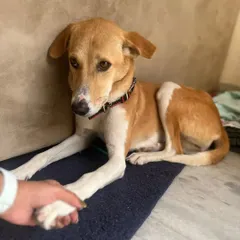 This is Browny, a 1.5-year-old female Indie who is calm, friendly, and house-trained. She is holding her foster's hand, showing her trusting and gentle nature.