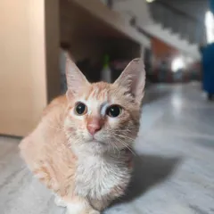 Meet Kitkat, a tiny fighter with a huge spirit. Found dumped under a tree, she has some neurological challenges and is visually impaired, but her will to live is unbreakable. We believe every animal, including those with special needs, deserves a loving home.