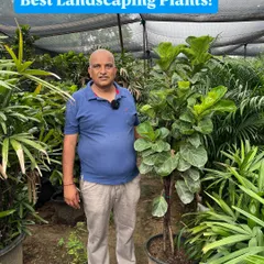 Looking for a garden makeover? Use large landscaping plants like this beautiful Fiddle Leaf Fig to create an instant impact.