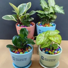 We offer a diverse range of plant and pot combinations for corporate orders. This set for Talrak Construction showcases four different plant types in four distinct pot colors, all featuring their company branding.
