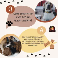 We understand that travel can be stressful for some pets. To ease anxiety, we recommend familiar items from home and a calm environment. Our team is experienced in providing professional support for anxious dogs.