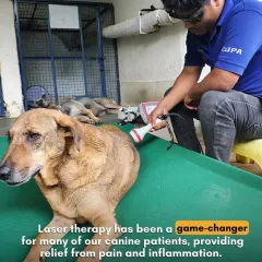 We use advanced treatments like laser therapy to help our patients heal. This non-invasive therapy provides significant relief from pain and inflammation for animals suffering from paralysis or severe injuries, accelerating their recovery process.