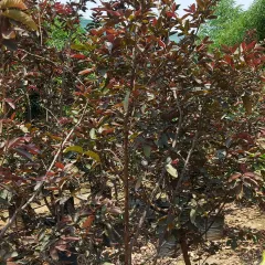 A Red Guava tree variety, known for its colorful leaves and delicious fruit. A beautiful and productive addition to any garden.