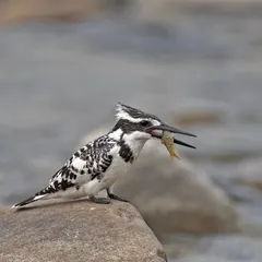 A Pied Kingfisher with a small fish it has just caught. These black-and-white kingfishers are unique in their ability to hover over water before diving.