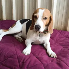 This Beagle looks perfectly content on one of our new cozy mats. Providing comfortable, clean resting spots is essential to our care.