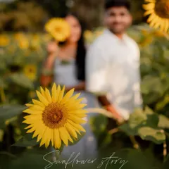 A creative pre-wedding portrait in a sunflower field, using a sunflower to frame the couple. This shows my approach to using natural elements for unique compositions.