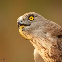 The raw reality of survival in the wild. This close-up captures a Short Toed Snake Eagle with its kill, a powerful demonstration of the predator's focus and the stark beauty of the natural world.