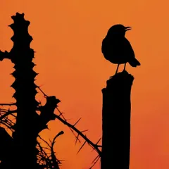 A bird silhouetted on a post, with a cactus nearby. The simple shapes and bold colours create a powerful composition.