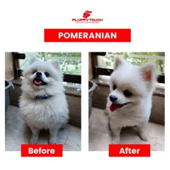From shaggy to chic! This before-and-after of a Pomeranian grooming session shows the difference a professional haircut makes. I focus on breed-specific cuts that enhance your pet's features while keeping them cool and comfortable.