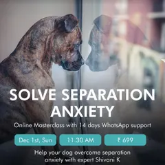 Separation anxiety is a distressing issue for both dogs and their parents. This online masterclass provides a step-by-step plan to help your dog feel more secure when left alone, complete with 14 days of dedicated WhatsApp support from our expert.