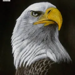 A portrait of a bald eagle, created using a mix of color pencils and acrylic paint on black paper. The dark background helps the white and yellow features of this majestic bird stand out.