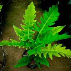 This is the Philodendron jungle boogie, also known as the tiger tooth philodendron. Its narrow, serrated leaves give it a bold and wild look, making it a true statement plant.
