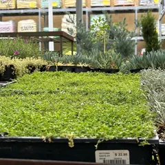 Trays of lush green groundcover plants. I often use these for filling in gaps and creating a carpet of green.