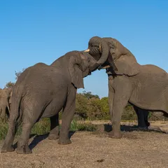 A dramatic encounter between two African bull elephants, a natural test of strength. I captured this from a low level with my Sony A7R V and a 70-200mm lens to emphasize their power and elevated posture.