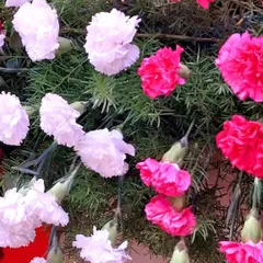 A macro shot of fresh pink and white carnations used in a floral garland. I believe in using high-quality, fresh flowers to ensure the decor looks and feels vibrant throughout the event.