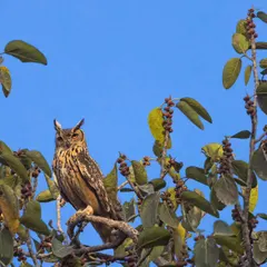 An Indian Eagle Owl perched on a Banyan tree. This image contrasts the ideal view with the reality of their shrinking habitats.
