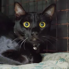 A beautiful black cat with striking yellow eyes rests on a soft, patterned bed. We provide clean and comfortable bedding for all our guests to ensure they get a good night's sleep.