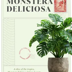 Bringing tropical vibes from Central America, the Monstera Deliciosa is a slice of the tropics. Its iconic split leaves add vitality and a bold design statement.