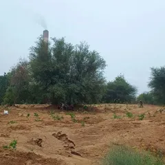 The result of our planting efforts. This image shows a wide area dotted with newly planted saplings, a promising start for a future forest.