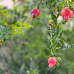 Did you know that beautiful colors can be extracted from plants like the pomegranate? We use these natural sources as an alternative to petrochemical-based dyes, protecting our health and our planet.