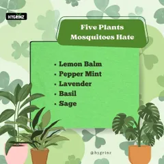 Another list of five common plants that mosquitoes dislike. Planting lemon balm, peppermint, or basil can help make your outdoor areas more comfortable.