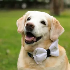 A handsome senior Labrador wearing a white bowtie, looking dapper and wise in his portrait.