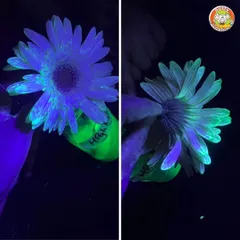 Even nature can glow! Using a special fluorescent liquid and UV light, I show kids how flowers can absorb substances and glow, demonstrating the principles of capillary action.