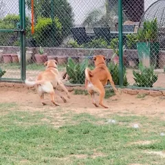 Two friends racing along the fence line. Supervised play ensures that all interactions are positive and that dogs can enjoy their natural instinct to run and play together.