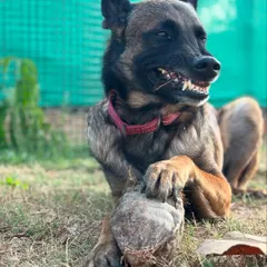 I present to you the toxic love story of Floyd and his coconut. This series of photos perfectly captures the goofy, intense, and hilarious personality of a Belgian Malinois. This is what I mean when I say we should let dogs be dogs.