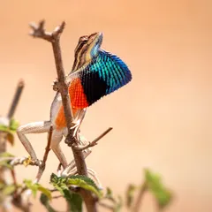 India's flamboyant flirt, the Fan-throated Lizard, displays its colorful dewlap in Maharashtra. This vibrant fan is used to attract mates and intimidate rivals, a spectacular show of color and behavior.