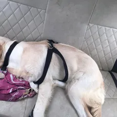 Comfort is key. This dog is resting comfortably on the back seat during a long-distance relocation.