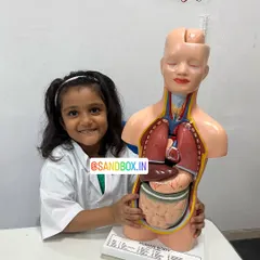 The smile of a future doctor! Interacting with these models takes the mystery out of human anatomy and sparks a genuine interest in biology and medicine.