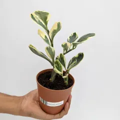 The Variegated Devil's Backbone (Pedilanthus tithymaloides) offers unique, zig-zagging stems and cream-and-green leaves. It's a striking succulent that adds architectural interest and a touch of color.