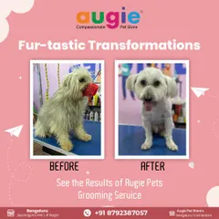 Check out this fur-tastic transformation! This client came to us for a much-needed groom, and we were so happy to deliver. A proper bath, trim, and styling makes them not only look great but feel more comfortable too.