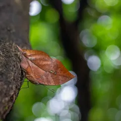 A closer look at the Sahyadri Blue Oakleaf. Its ability to blend in is a testament to the power of evolution.