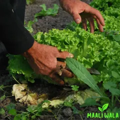 Enjoy the taste of your own harvest. I can set up a vegetable patch or kitchen garden for you, providing fresh, organic produce right at your doorstep.