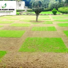 A checkerboard pattern of natural grass squares being established. This technique is used for repairing lawns or creating unique turf designs.