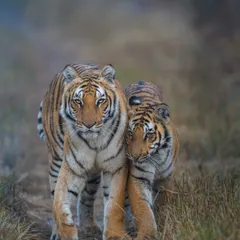 The soul of wildlife photography is storytelling. This frame of a tigress and her cub walking towards me, nuzzling each other with eyes locked on the camera, is pure emotion. Using a wide f/2.8 aperture on my 400mm lens, I melted the background away to ensure their bond was the only story being told.